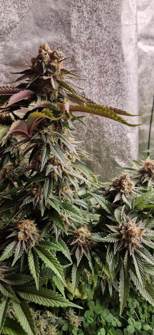 Wedding Cake Super Strains. Week 14 - 15.02