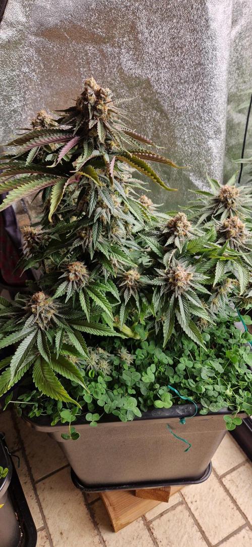 Wedding Cake Super Strains. Week 14 - 15.02