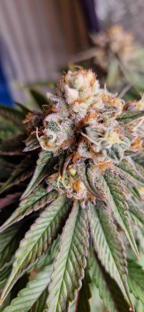 Wedding Cake Super Strains. Week 14 - 15.02