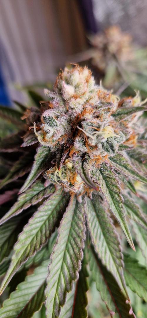 Wedding Cake Super Strains. Week 14 - 15.02