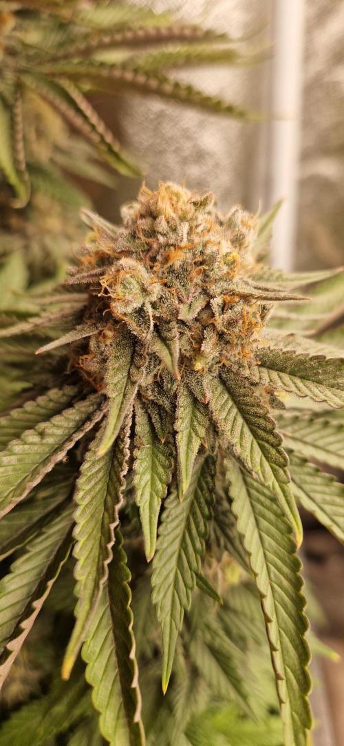 Wedding Cake Super Strains. Week 14 - 18.02