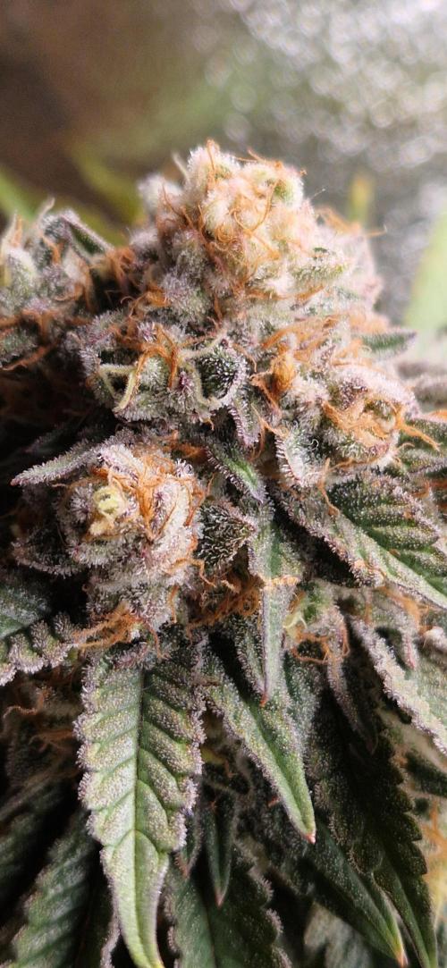 Wedding Cake Super Strains. Week 14 - 18.02