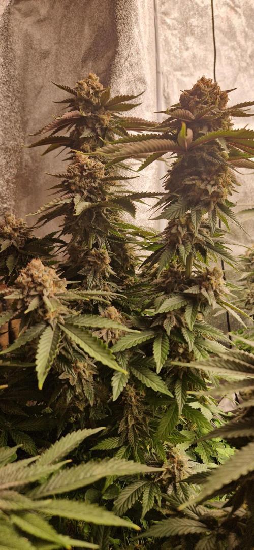 Wedding Cake Super Strains. Week 14 - 18.02