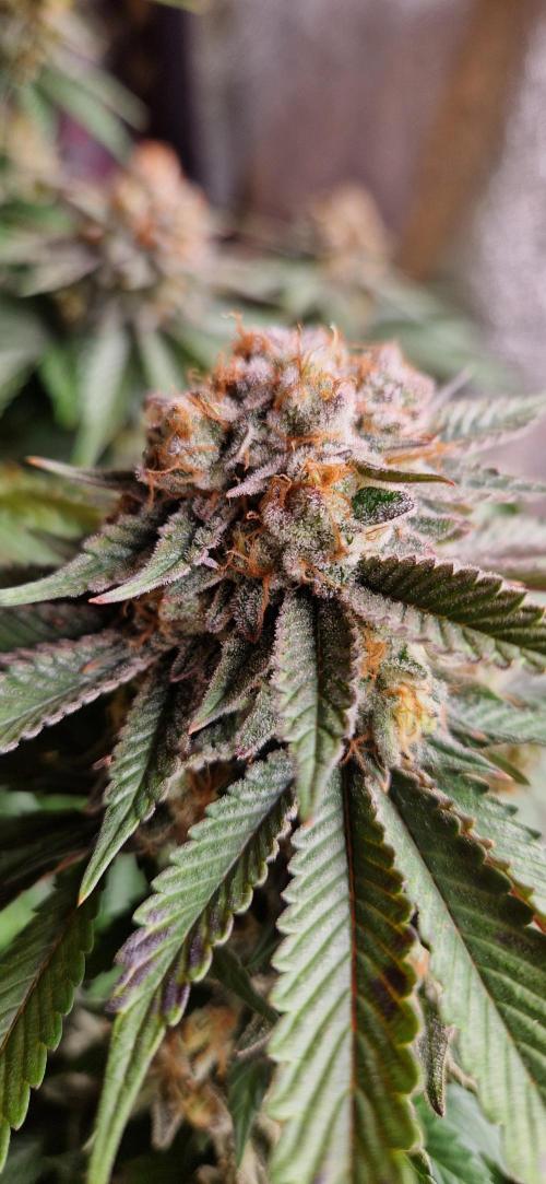 Wedding Cake Super Strains. Week 15 - 21.02