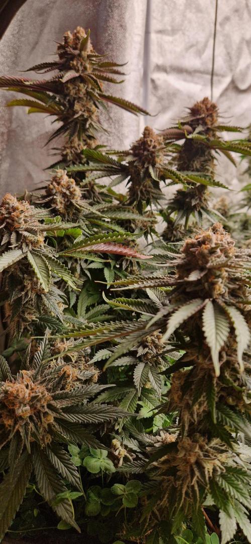 Wedding Cake Super Strains. Week 15 - 21.02