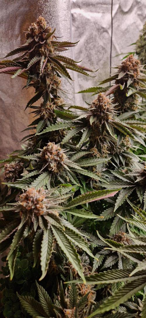 Wedding Cake Super Strains. Week 15 - 21.02