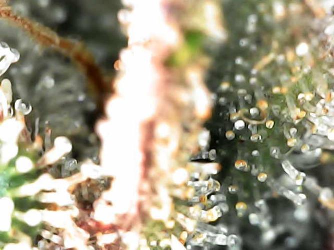 Wedding Cake Super Strains. Week 15 - 21.02