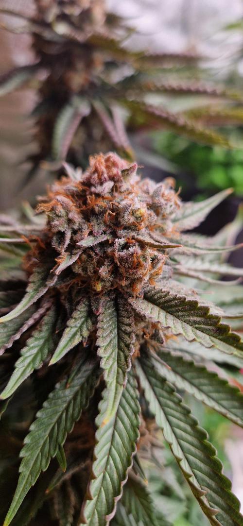 Wedding Cake Super Strains. Week 15 - 25.02