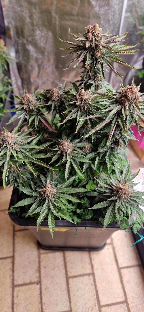 Wedding Cake Super Strains. Week 15 - 25.02