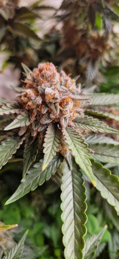 Wedding Cake Super Strains. Week 15 - 25.02