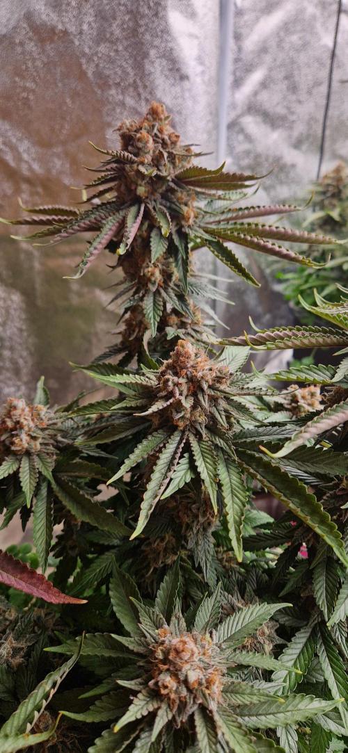 Wedding Cake Super Strains. Week 15 - 25.02