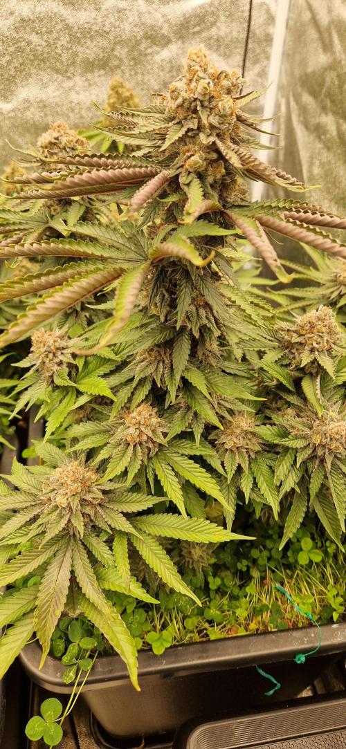 Wedding Cake Super Strains. Week 16 - 27.02