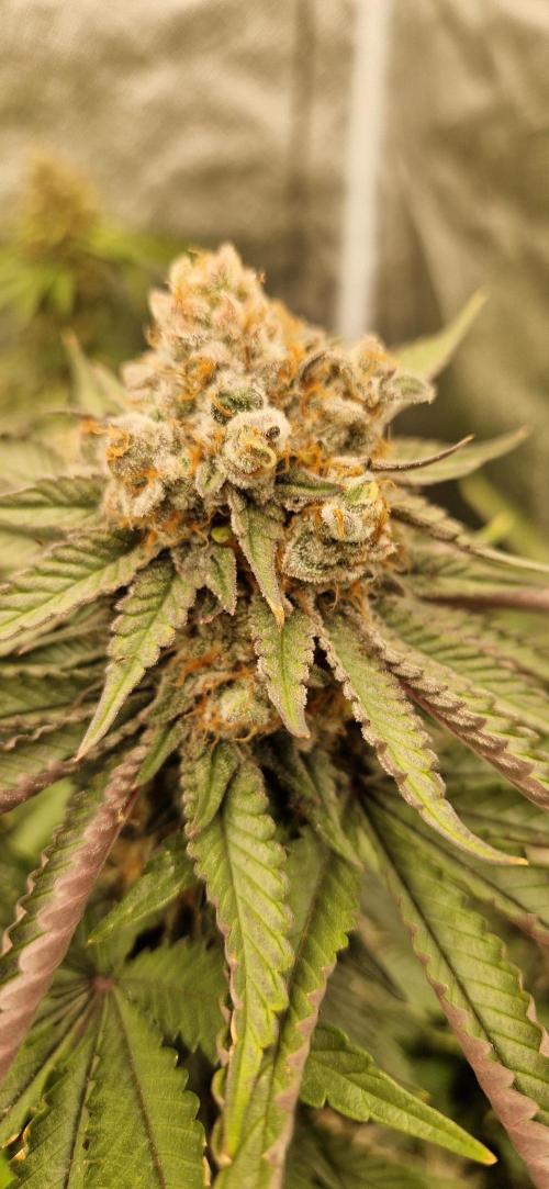 Wedding Cake Super Strains. Week 16 - 27.02