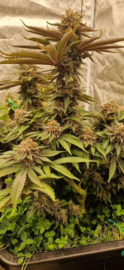 Wedding Cake Super Strains. Week 16 - 27.02
