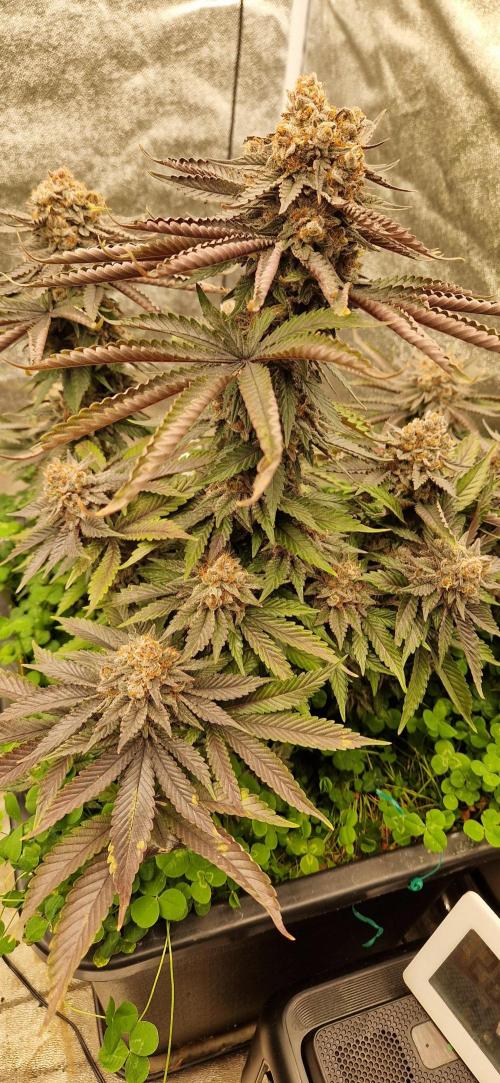 Wedding Cake Super Strains. Week 16 - 03.03