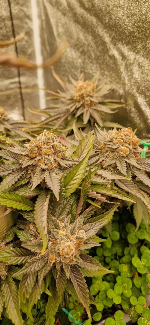 Wedding Cake Super Strains. Week 16 - 03.03