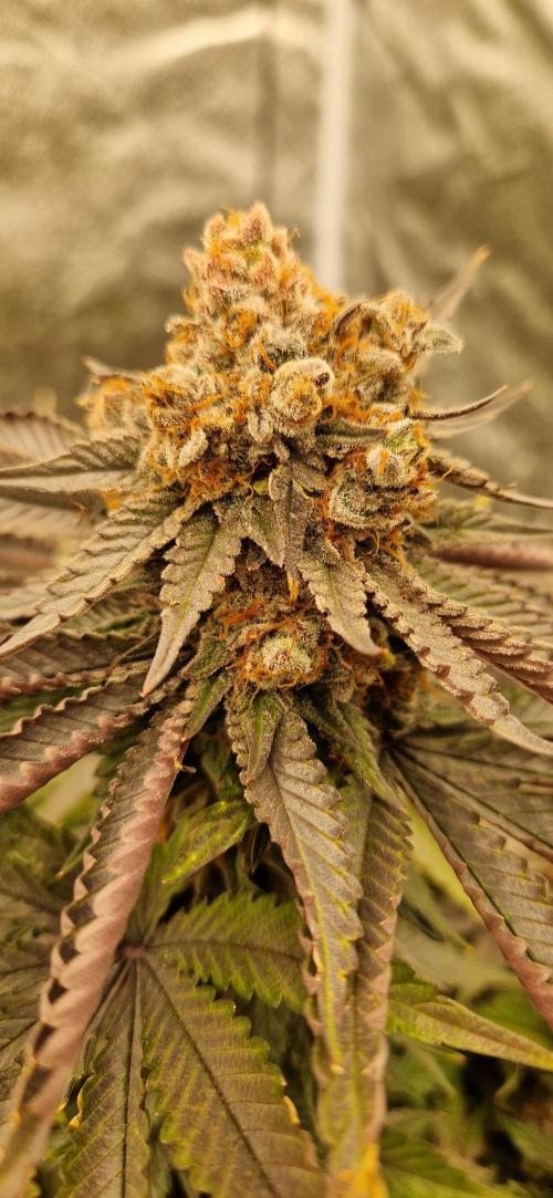 Wedding Cake Super Strains. Week 16 - 03.03