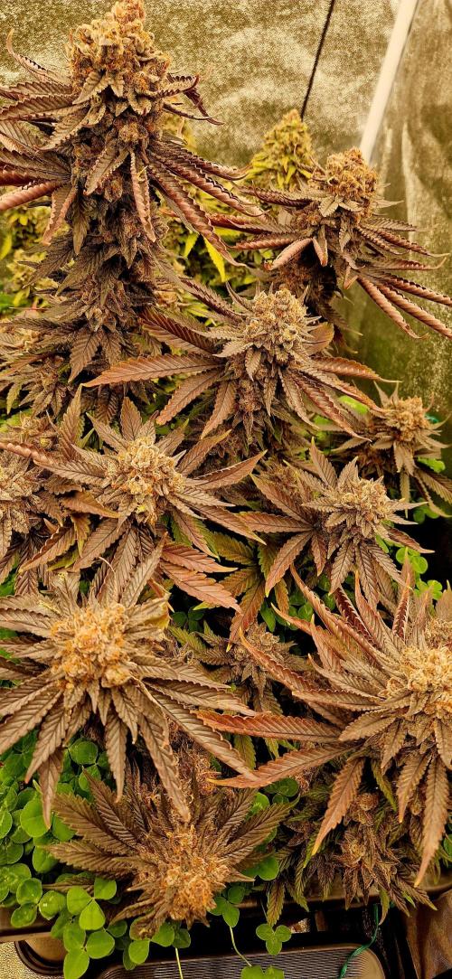 Wedding Cake Super Strains. Week 17 - 08.03