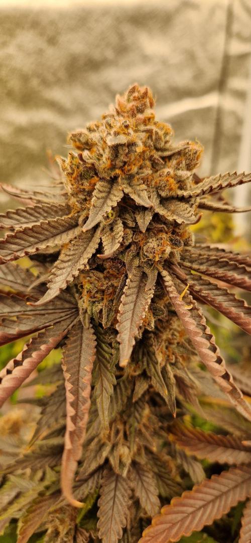 Wedding Cake Super Strains. Week 17 - 08.03