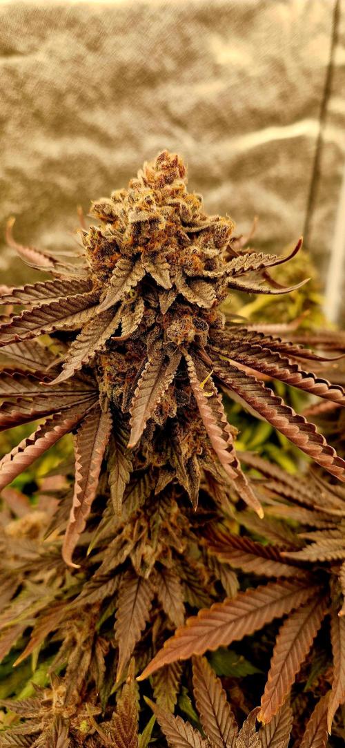 Wedding Cake Super Strains. Week 17 - 08.03