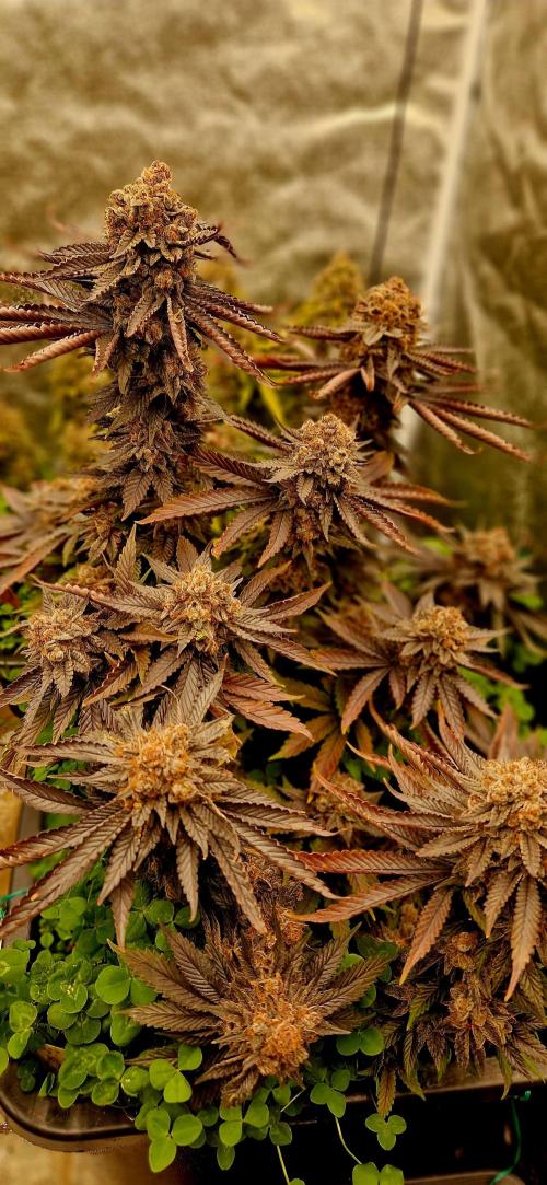 Wedding Cake Super Strains. Week 17 - 08.03 
