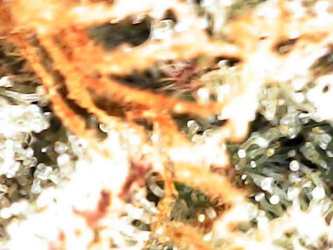 Wedding Cake Super Strains. Week 17 - 08.03 