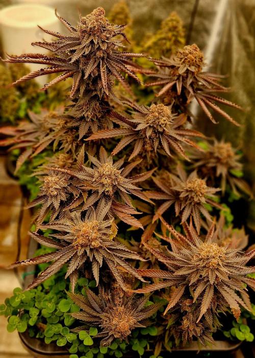 Wedding Cake Super Strains. Week 17 - 09.03