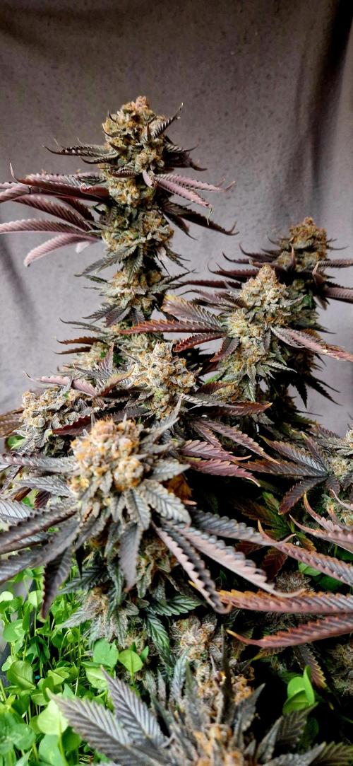 Wedding Cake Super Strains. Week 17 - 11.03