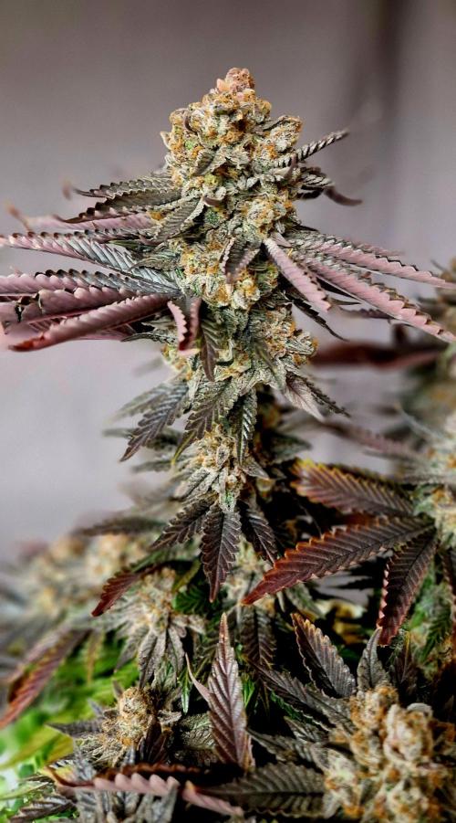 Wedding Cake Super Strains. Week 17 - 11.03