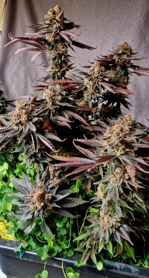 Wedding Cake Super Strains. Week 17 - 11.03
