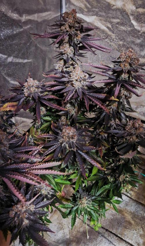 Wedding Cake Super Strains. Week 17 - 11.03