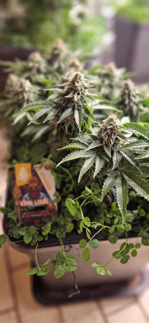 King Louis grow 2x. Week 14 - 06.02