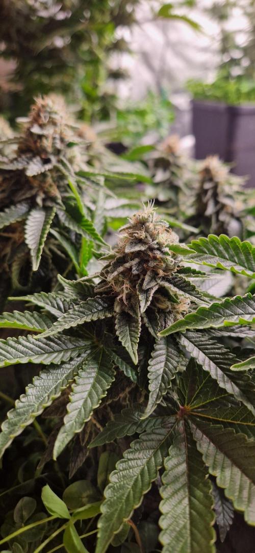 King Louis grow 2x. Week 14 - 06.02 