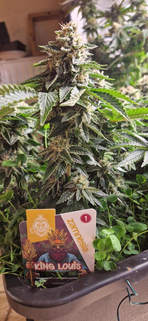 King Louis grow 2x. Week 14 - 06.02 