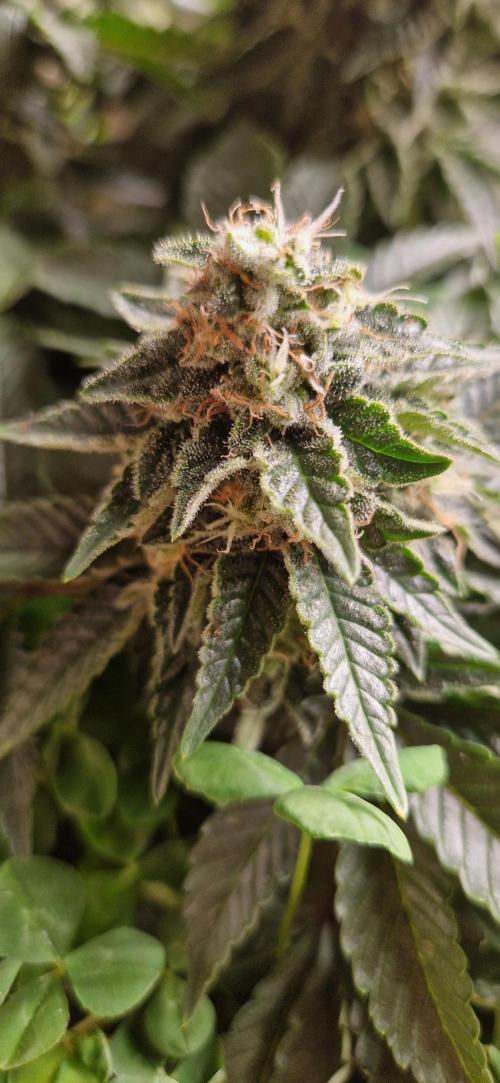 King Louis grow 2x. Week 14 - 06.02 