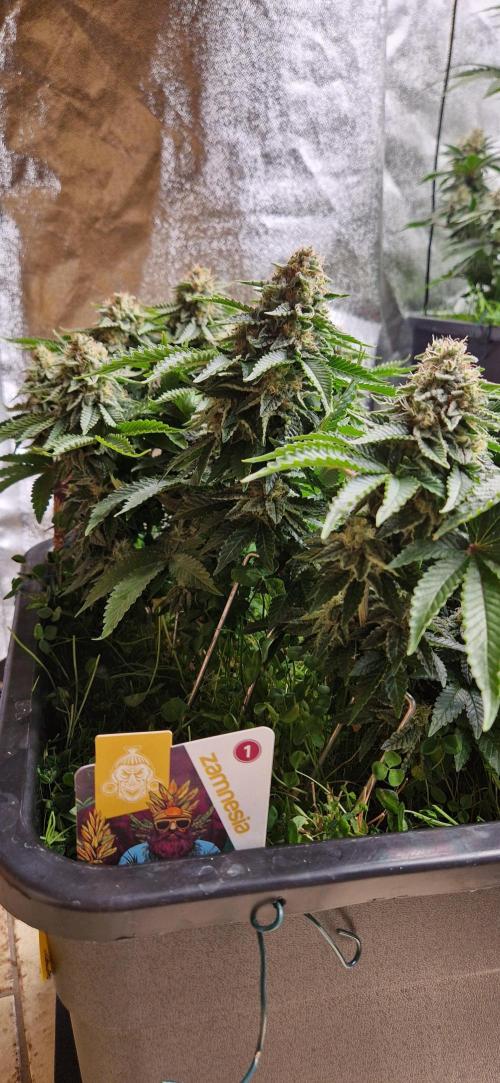 King Louis grow 2x. Week 14 - 10.02