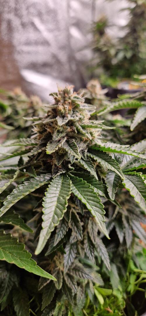 King Louis grow 2x. Week 14 - 10.02 