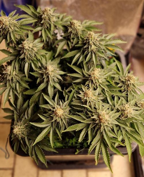 King Louis grow 2x. Week 14 - 10.02 
