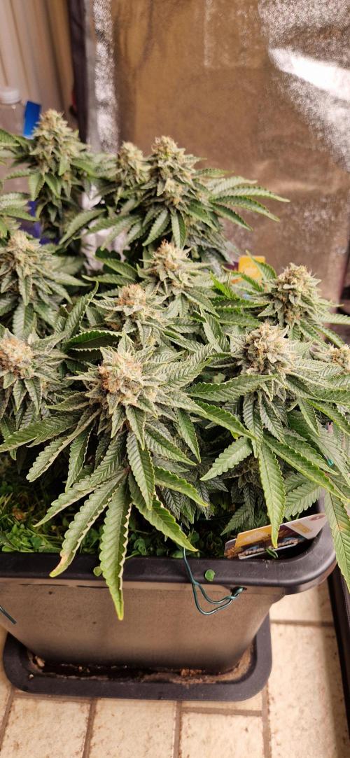 King Louis . Week 14