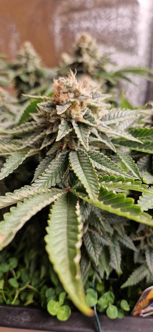 King Louis grow 2x. Week 15 - 12.02