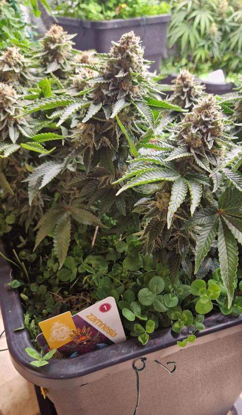 King Louis grow 2x. Week 15 - 15.02