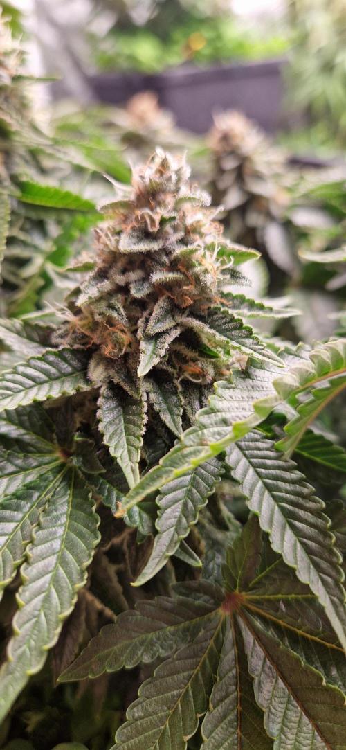 King Louis grow 2x. Week 15 - 15.02 