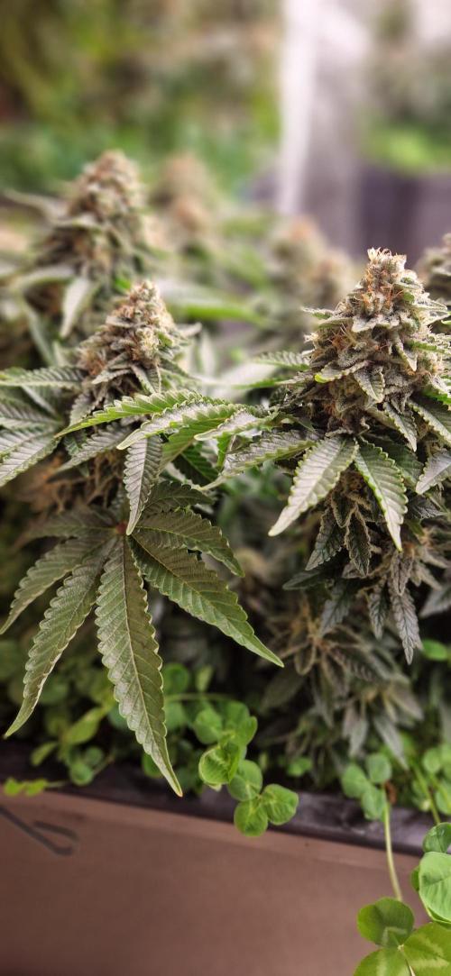 King Louis . Week 15