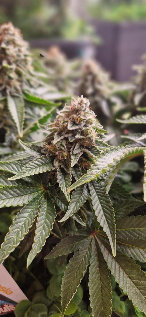King Louis grow 2x. Week 16 - 18.02