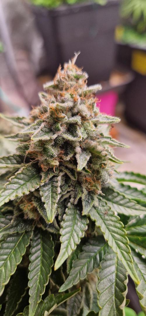 King Louis grow 2x. Week 16 - 18.02 