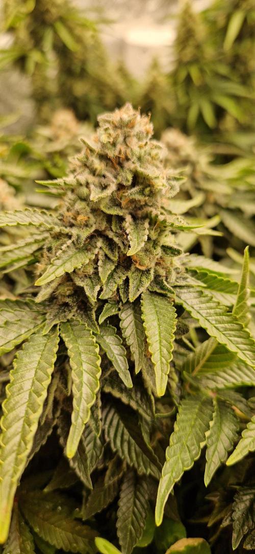 King Louis grow 2x. Week 16 - 21.02