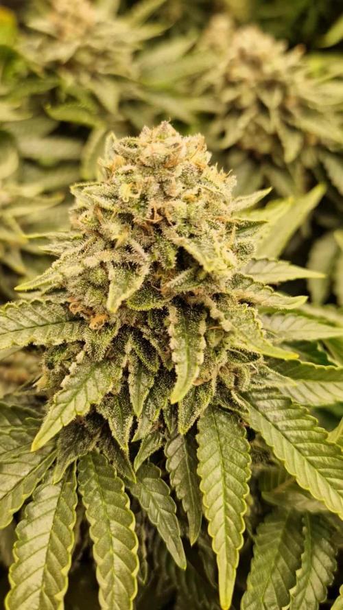King Louis grow 2x