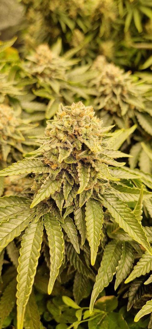 King Louis grow 2x. Week 16 - 21.02