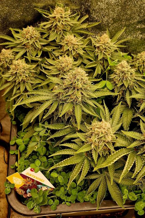King Louis grow 2x. Week 17 - 25.02