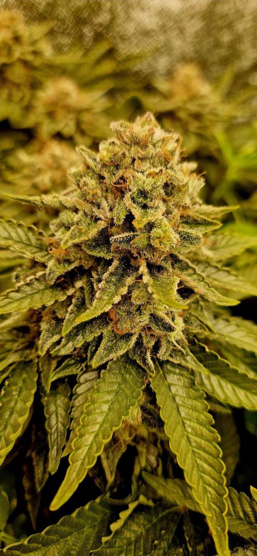 King Louis grow 2x. Week 17 - 25.02